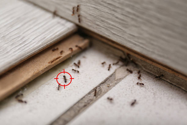 Best Ant Control Services  in Weaver, AL