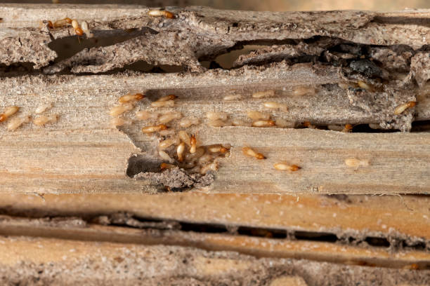 Best Ant Control Services  in Weaver, AL